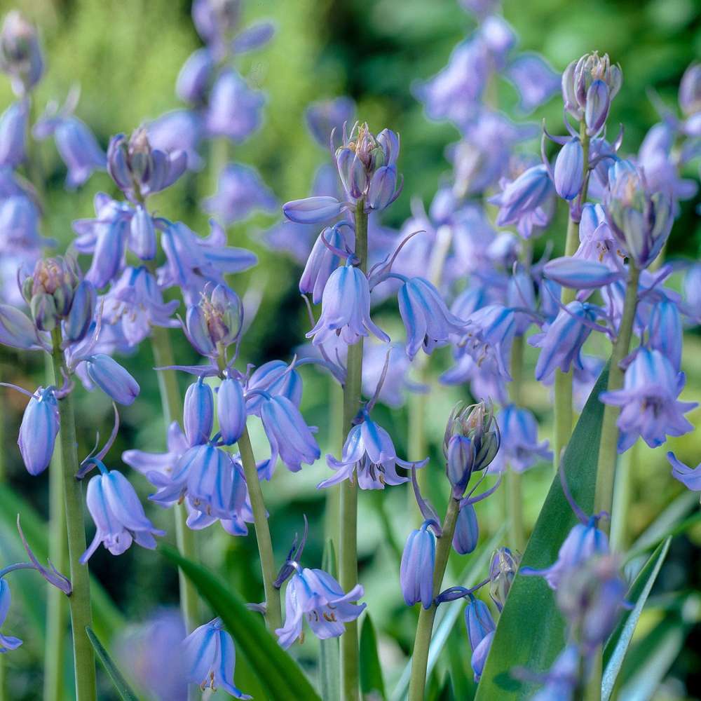 Spansk Klockhyacint 'Hyacinthoides hispanica blue'